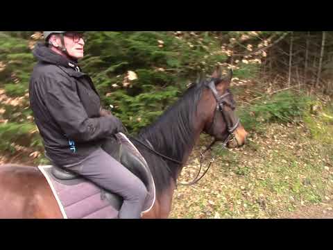 ES Signum kurzes Portrait