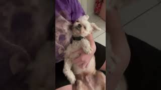Video preview image #1 Shih Tzu Puppy For Sale in Spring Lake, NC, USA
