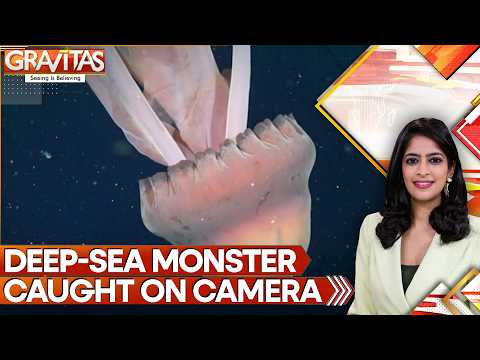 Watch a 30-foot Predator Lurking Under the Waves | Rare Sight of the World’s Largest Jellyfish |WION