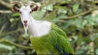 Goat Parrot