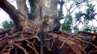 preview picture of video 'South Indian Monkeys Macaque Tamil Nadu'