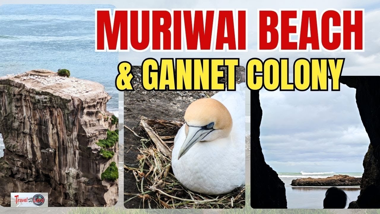 Join in travelers exploring the rugged coastal cliffs of Muriwai Beach