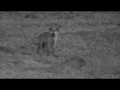Djuma: Lone Hyena watching something? - 04:34 - 12/15/19