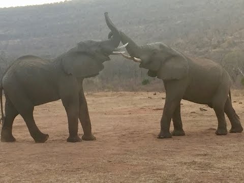 When two male elephants meet...