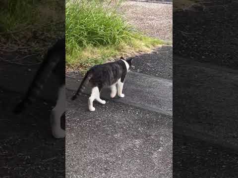 猫発見！（１）