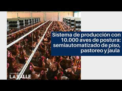 Video principal