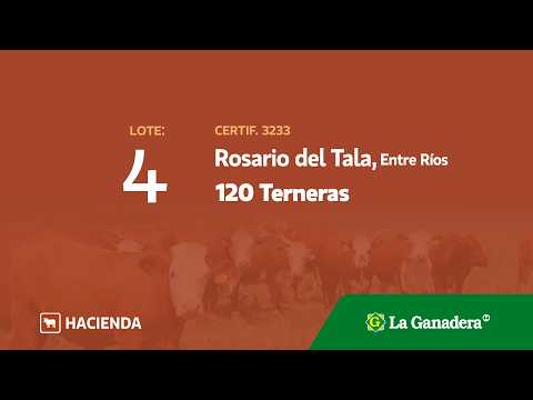 Lote Terneras Rosario del Tala