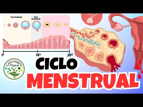 Menstrual Cycle (Menstruation) and Ovulation - Female Reproductive System
