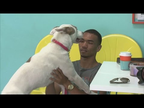 Dog Cafe in L.A - Adopt a Pet