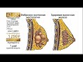 миниатюра 1 Видео о товаре Специальный гель Мамапренол для груди при мастопатии и мастодинии