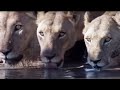 Documentary Nature - Planet Earth: The Complete BBC Series