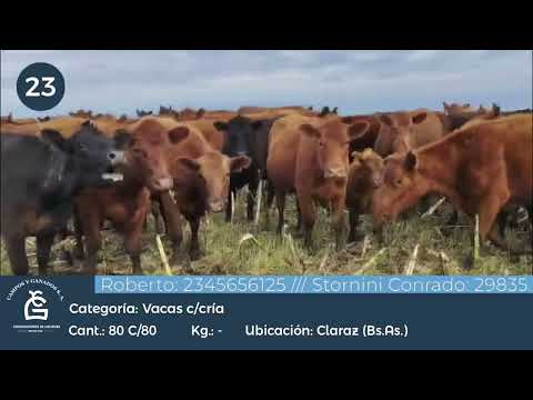 Lote VQ C/CRIA - Claraz Bs As