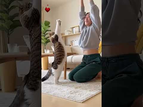 Кошачьи комедии.😻Веселые котики. Коты хулиганы! Невероятные трюки! #кот #хулиган #трюк #смех #short