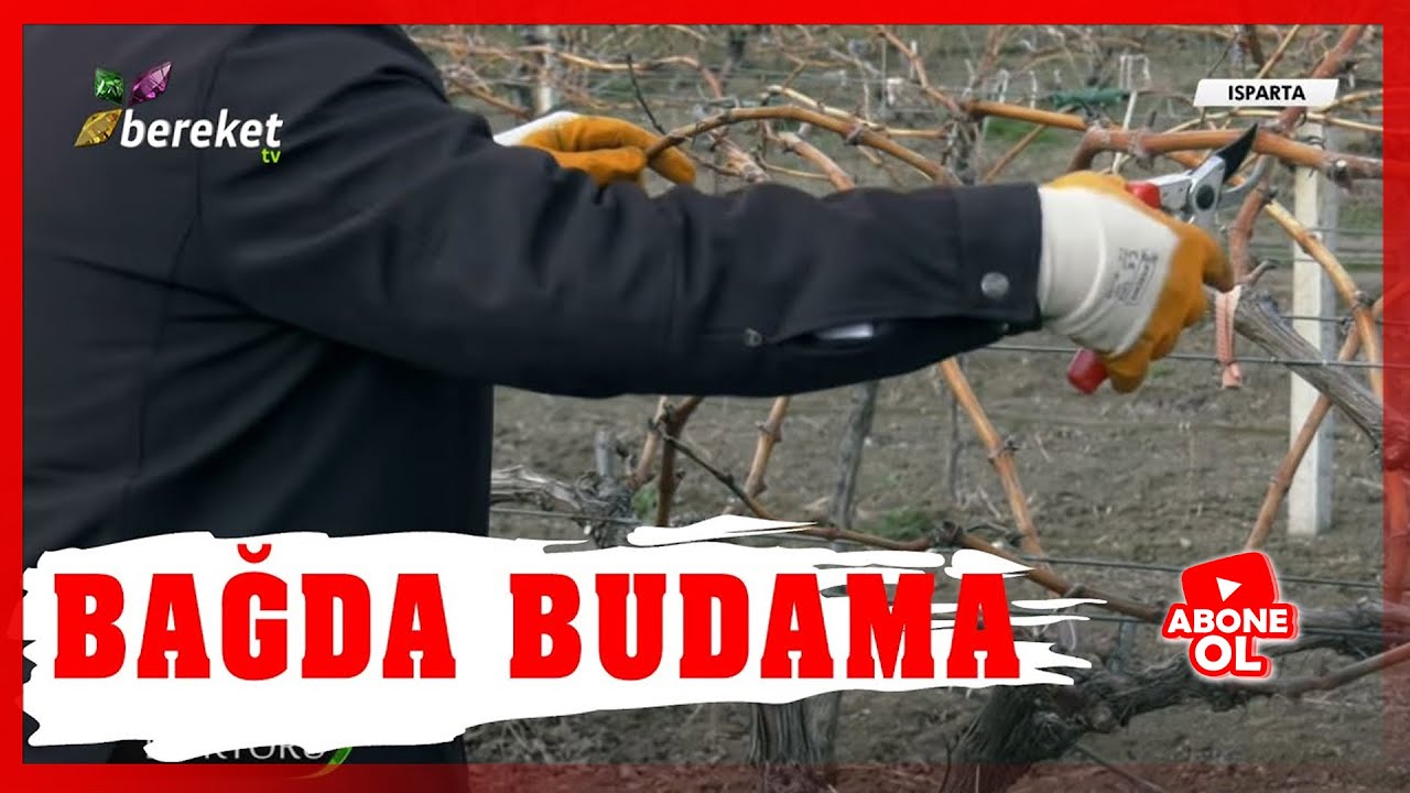 Bağlarda Budama Şekli