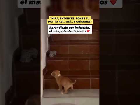 Y por eso un cachorro debe estar con la madre el Máximo tiempo posible❤️