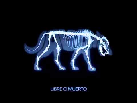 18.-Perro Salvaje - Jauría (Libre o Muerto)