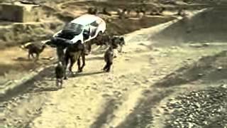 preview picture of video 'A Camel Carrying A Car, How Did They Get It on The Camel !!!! جمل يحمل سيارة'