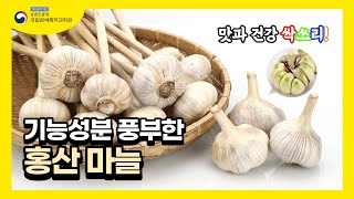 맛과 건강 싹쓰리~ 기능 성분 풍부한 홍산 마늘