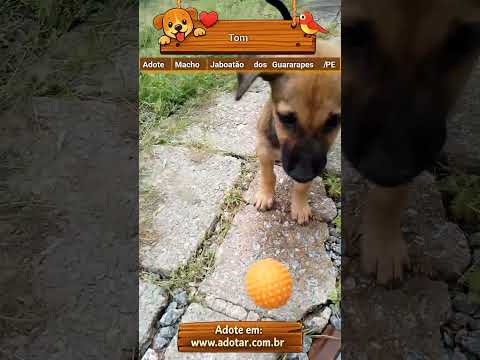 Vídeo de Tom