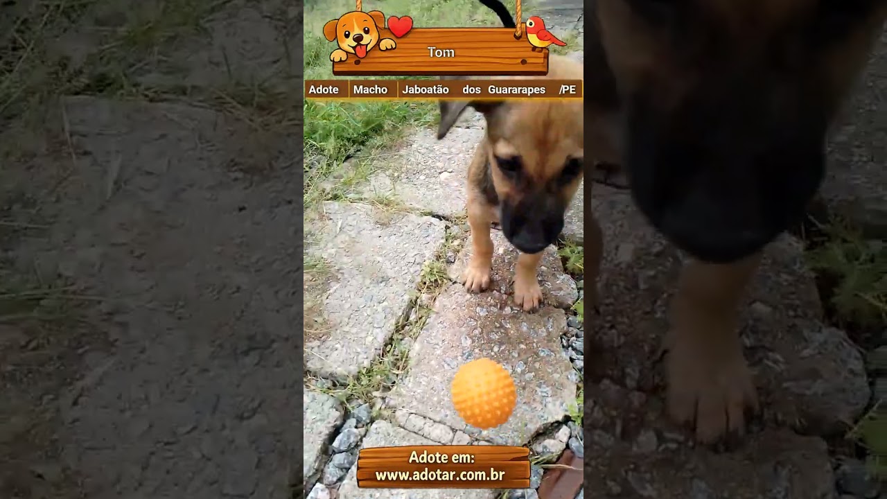 Cachorro raça SRD-ViraLata idade 2 a 6 meses nome Tom