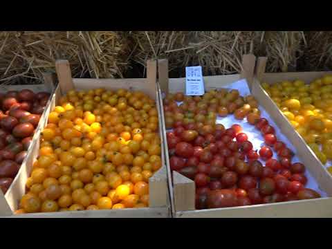 Pannon Gazda - 2017.08.25.