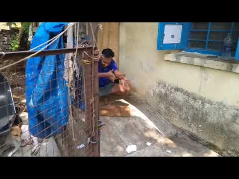 Magic cat #ReverseMovieFX