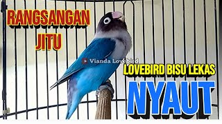 Download lagu Labet Ngekek Panjang Fighter MANTAB, RANGSANGAN JITU Untuk Lovebird Bisu Agar CEPAT GACOR mp3