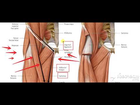 Femoral triangle 2
