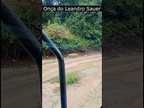 Onça do Leandro Sauer, Nova Mutum, Mato Grosso.