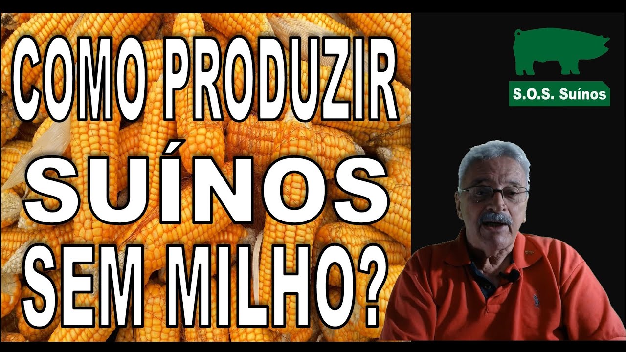 SUINOCULTURA: Como produzir suínos sem milho?
