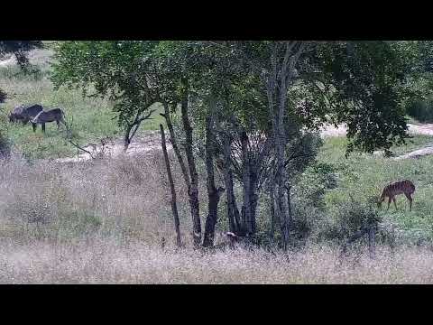 Djuma: Nyalas and Waterbucks - 14:28 - 04/01/2022