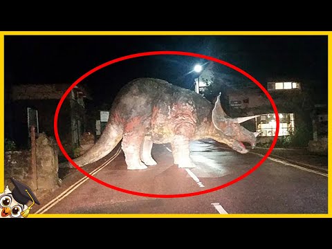 10 Animaux disparus dont on croit qu'ils existent encore