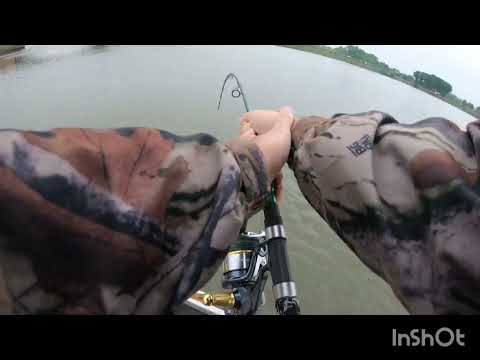 Pecanje soma, Cat fishig 