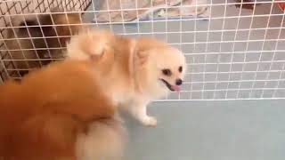 Animal mating - Compilation 2020 #91 - CA
