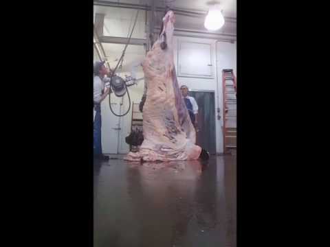 Splitting a beef in a small custom slaughterhouse