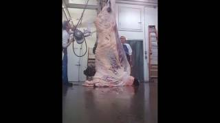 Splitting a beef in a small custom slaughterhouse
