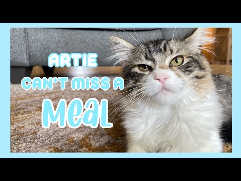 Artie cannot miss any meal! #funnycats