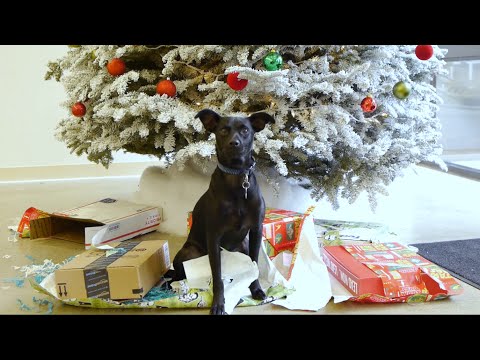 What is Duarte's culture like? Duarte's Christmas smash-up