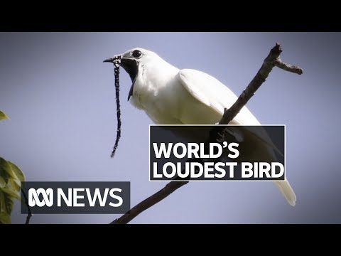 World's loudest bird, the white bellbird, has a mating call above human pain threshold | ABC News