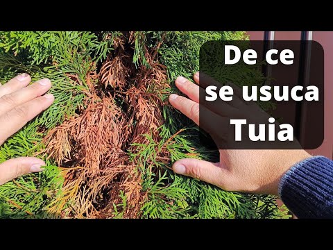 How to clean Thuja | Why Thuja dries | Thuja care
