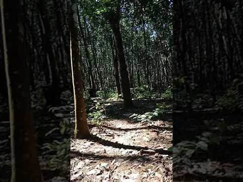 Thaum peb mu khaws noob ntoo yas ma sab tiag tiag