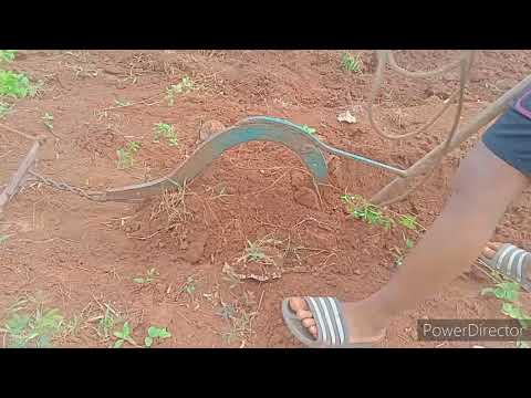 Ang Gaba Dili Magsaba