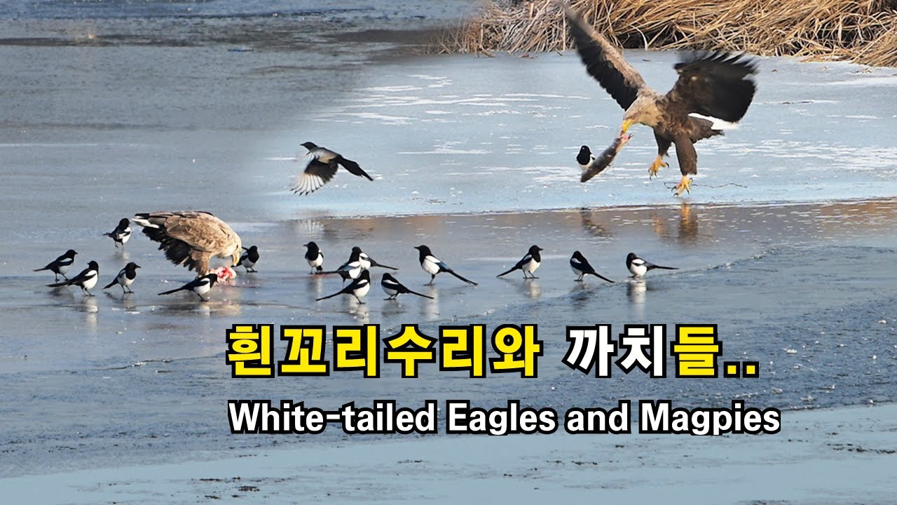 흰꼬리수리와 까치들 유튜브 썸네일