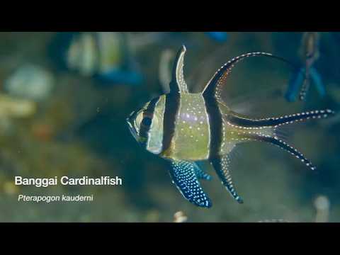 11 Cardinalfish - scuba diving video