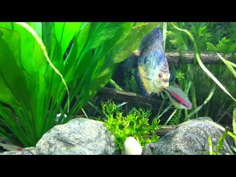 225 discus & shrimp planted aquarium!