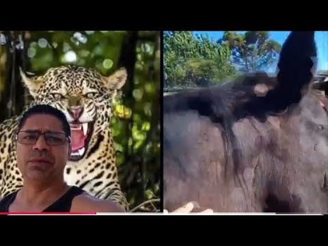 Luta da onça vs cavalo novo ataque em Mandaguari Paraná -Pr