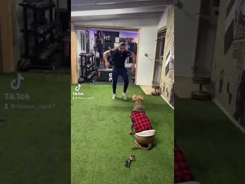 Kulikitaka challenge pit bull