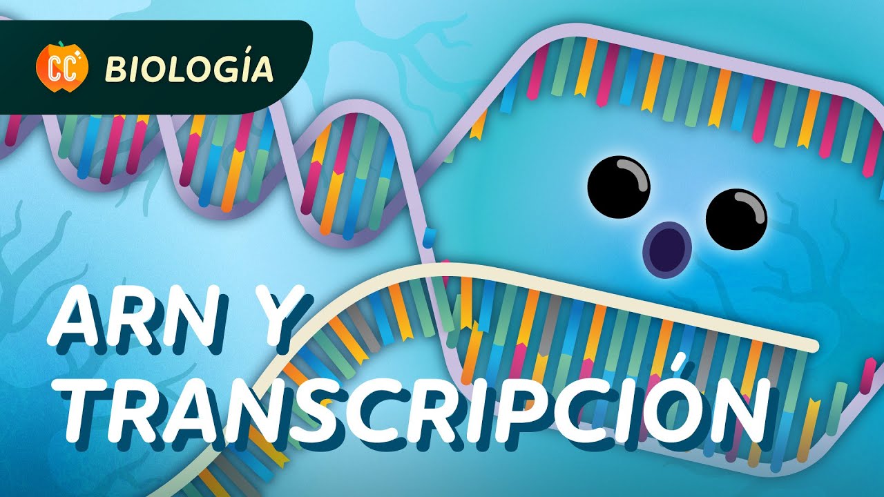 ¿Qué es el ARN? (transcripción del ADN): Crash Course Biología #34