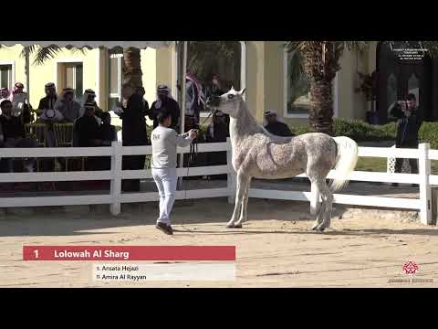 Kuwait Arabian Horse Tour 2023   Al Sharg Stud & Al Rayah Stud
