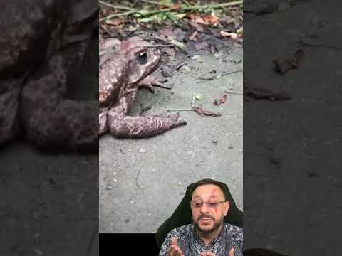 Giant cururu toad X Jararaca snake #biologohenrique #animals #smartanimal #biologo